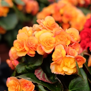 Begonia 'Garden Glory Orange'