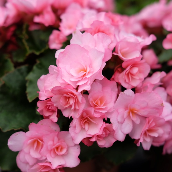 Begonia 'Garden Glory Pink'