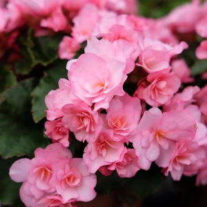 Begonia 'Garden Glory Pink'
