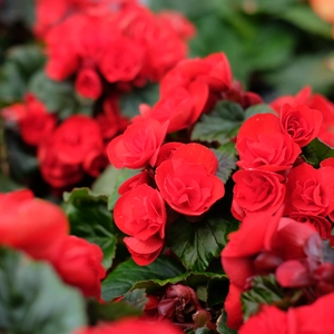 Begonia 'Garden Glory Red'