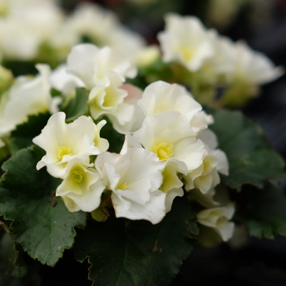 Begonia 'Garden Glory White'