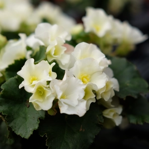 Begonia 'Garden Glory White'
