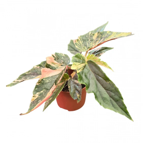 Begonia 'Ginny Galaxy Variegata'