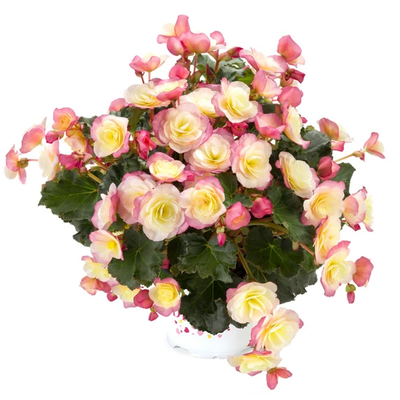 Begonia 'Glory Bicolour' - image 2