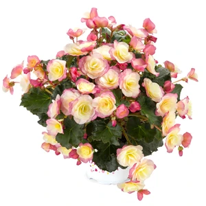 Begonia 'Glory Bicolour' - image 2