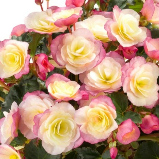 Begonia 'Glory Bicolour' - image 1