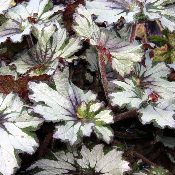 Image Credit: Dibleys Nurseries