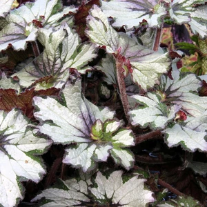 Image Credit: Dibleys Nurseries