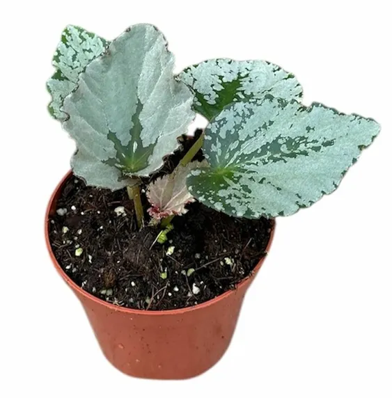 Begonia 'Grey Earl' - image 1