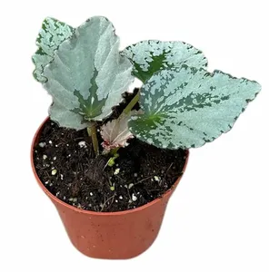 Begonia 'Grey Earl' - image 1