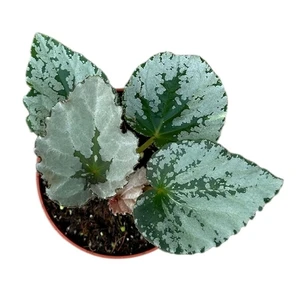 Begonia 'Grey Earl' - image 2