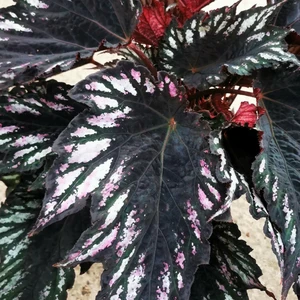 Image Credit: Dibleys Nurseries