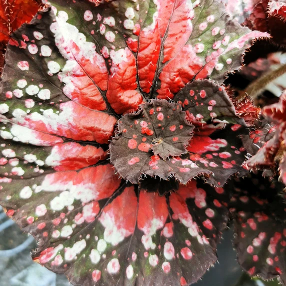 Image Credit: Dibleys Nurseries