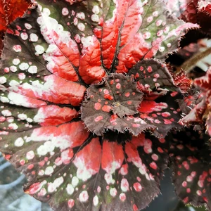 Image Credit: Dibleys Nurseries