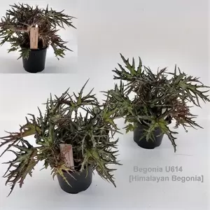 Begonia 'Himalayan' - U614 - image 2