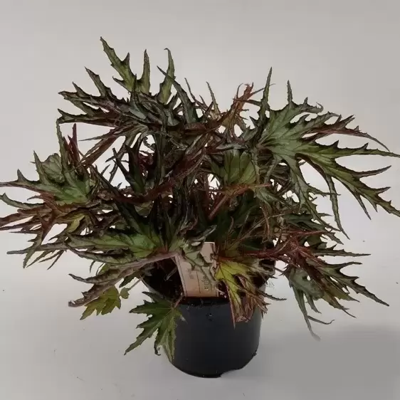 Begonia 'Himalayan' - U614 - image 1