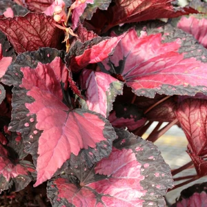 Image Credit: Dibleys Nurseries