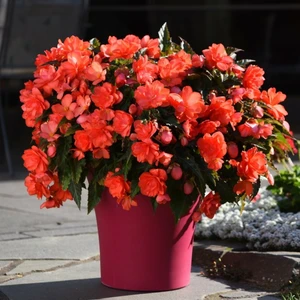 Begonia I'CONIA 'Miss Malibu' - image 3
