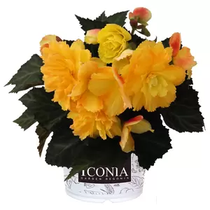 Begonia I'CONIA 'Portofino Citrix' - image 1