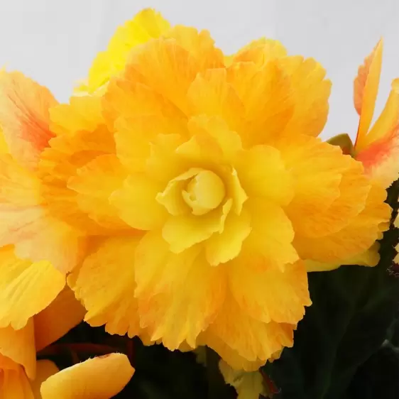 Begonia I'CONIA 'Portofino Citrix' - image 2