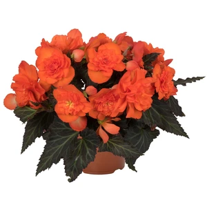 Picture Credit - Dümmen Orange