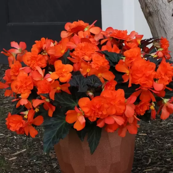 Picture Credit - Dümmen Orange
