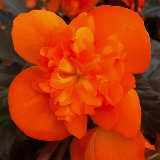 Picture Credit - Dümmen Orange