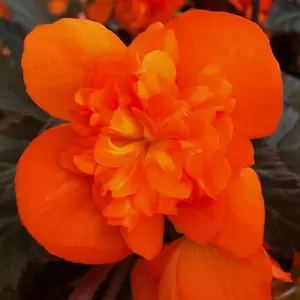 Picture Credit - Dümmen Orange