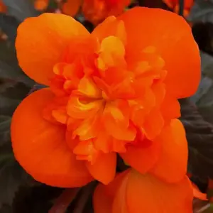Picture Credit - Dümmen Orange
