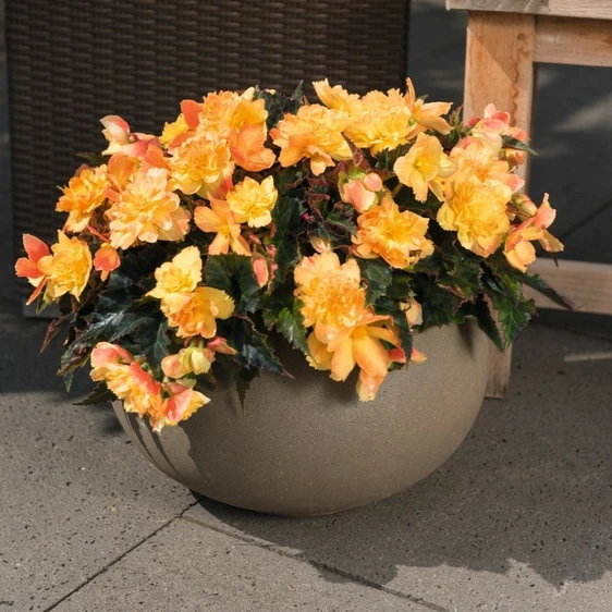 Picture Credit - Dümmen Orange