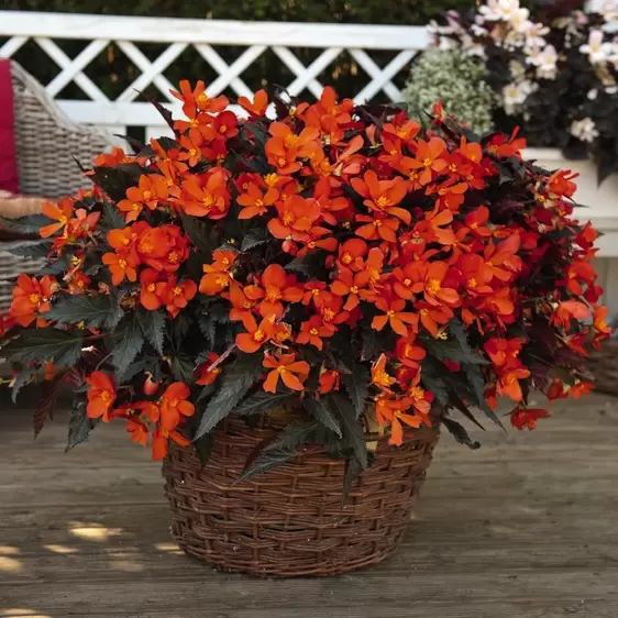 Picture Credit - Dümmen Orange