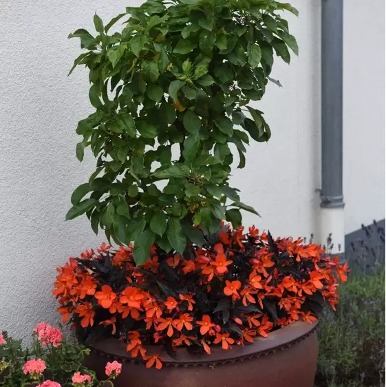 Picture Credit - Dümmen Orange