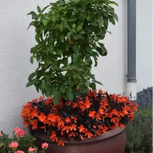 Picture Credit - Dümmen Orange