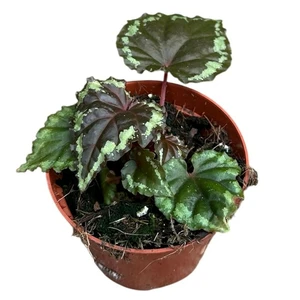 Begonia ignita - image 1