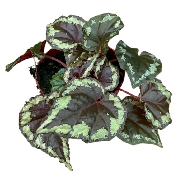 Begonia ignita - image 2