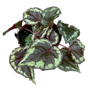 Begonia ignita - image 2