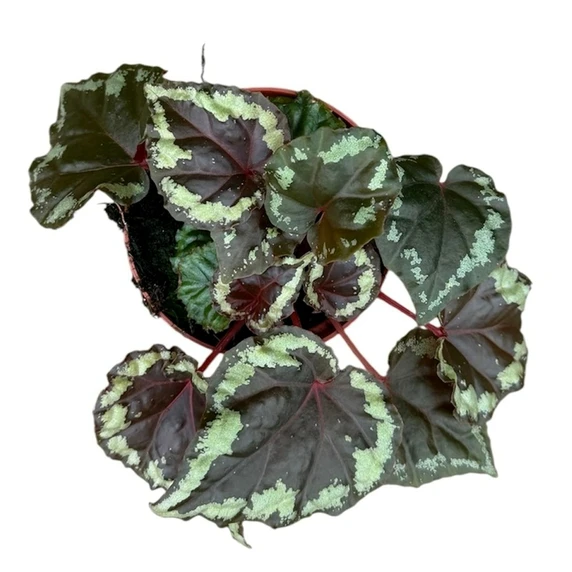 Begonia ignita - image 3
