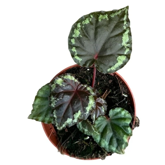 Begonia ignita - image 4