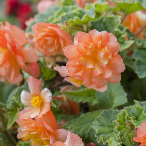 Begonia 'Illumination Mix' 6 Pack - image 1