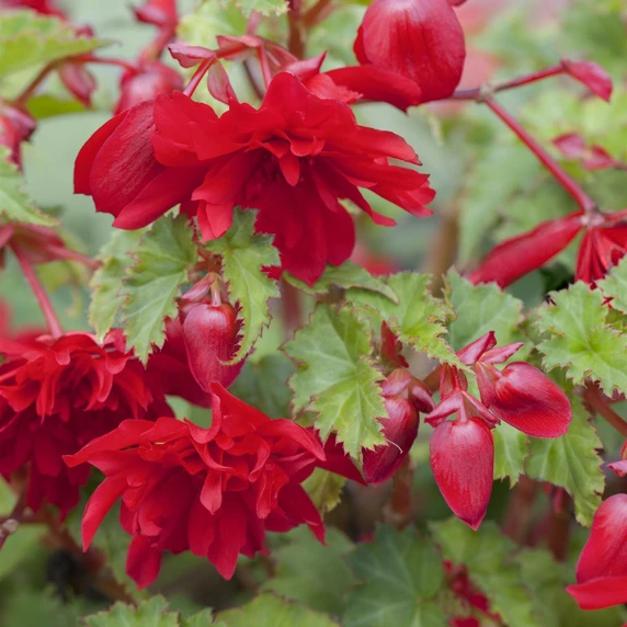 Begonia 'Illumination Mix' 6 Pack - image 2