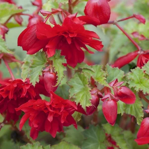 Begonia 'Illumination Mix' 6 Pack - image 2