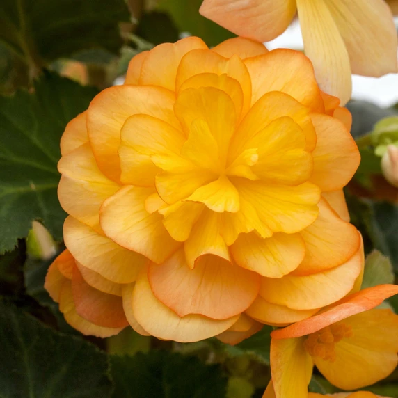 Begonia 'Illumination Mix' 6 Pack - image 3