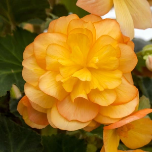 Begonia 'Illumination Mix' 6 Pack - image 3