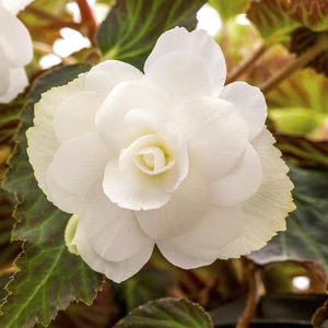 Begonia 'Illumination Mix' 6 Pack - image 4