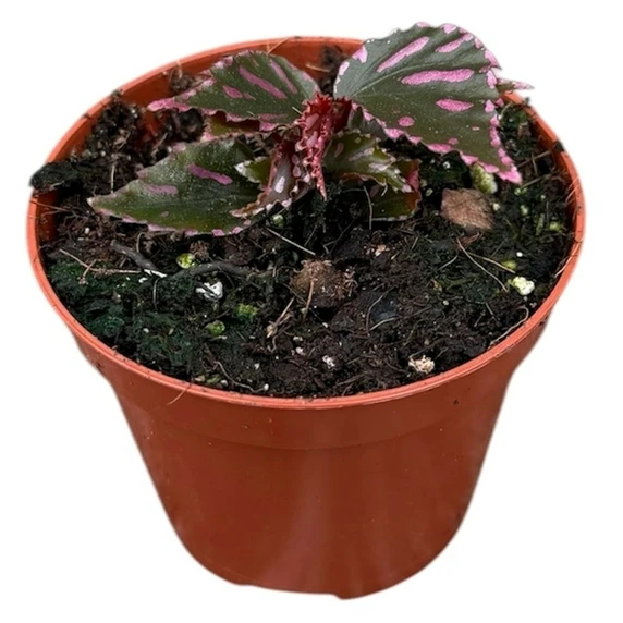 Begonia julau - image 1