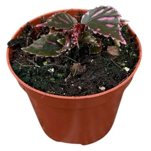 Begonia julau - image 1