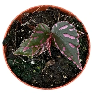 Begonia julau - image 2