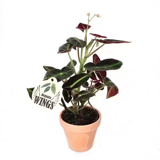 Begonia listada - image 2