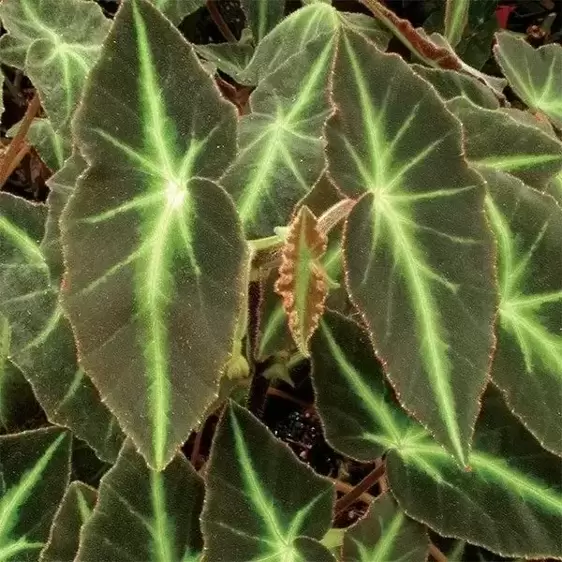 Begonia listada - image 1