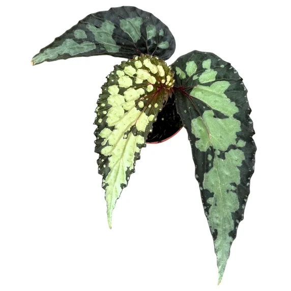 Begonia 'Lucifer' - image 2
